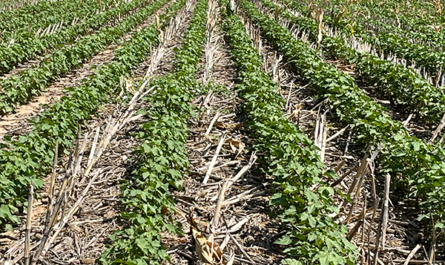 2023 Annual Crop Production Summary | CropWatch …