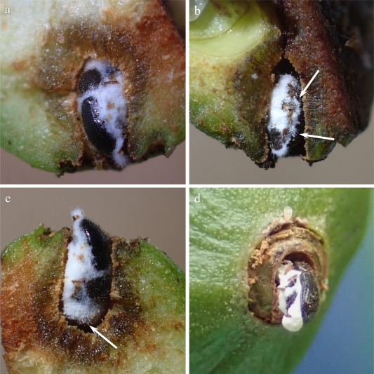 Areawide Suppression of   Borer with  …