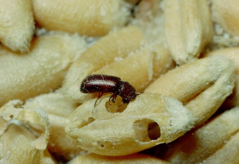 Borer – Center for Agriculture, Food, and the …