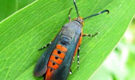 Borer: Effects & Treatment in Canada – Real …