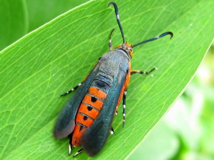 Borer: Effects & Treatment in Canada – Real …