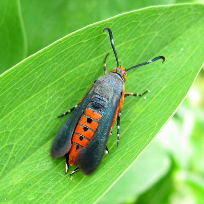 Borer: Effects & Treatment in Canada – Real …