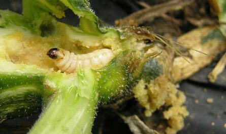 Borer: Old Pest, New Problems | .com