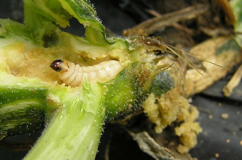 Borer: Old Pest, New Problems | .com