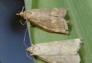 Borer Ostrinia nubilalis Hubner)