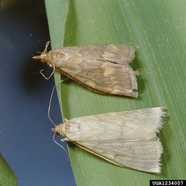 Borer Ostrinia nubilalis Hubner)