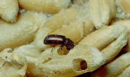 Borer – Texas Agriculture