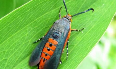 Bt-resistant  borer concern grows | Farmtario