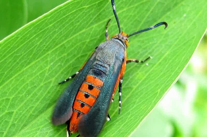 Bt-resistant  borer concern grows | Farmtario