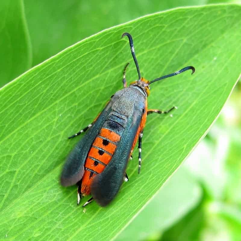 Bt-resistant  borer concern grows | Farmtario