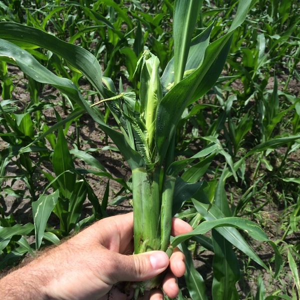 Chapter 3: Crop Production Management –  | NC State …