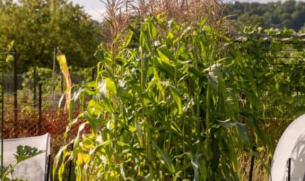 Corn Farming Guide: How Corn Farmers Plant and Grow Crops