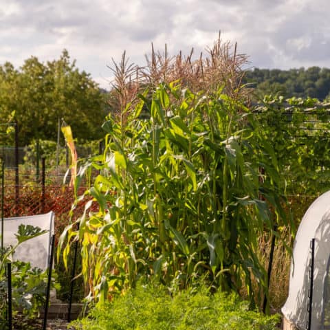 Corn Farming Guide: How Corn Farmers Plant and Grow Crops