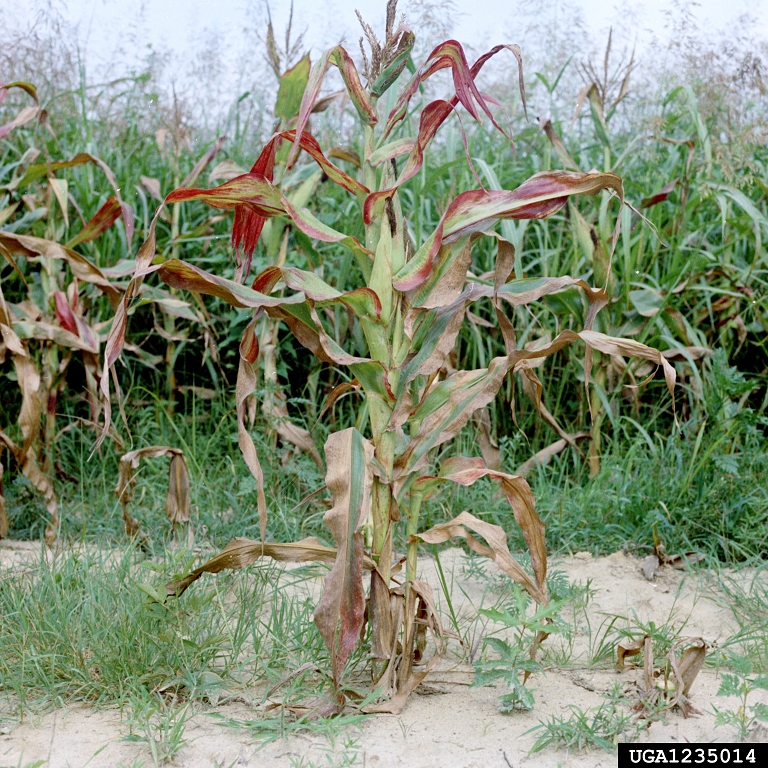 Corn production in the United States – Wikipedia