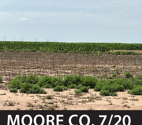 Crop Tour Preview: 70% of   in Good to … –