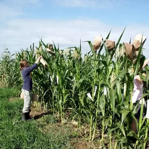 Crops ‘Stored Everywhere’: Ukraine’s Harvest Piles Up