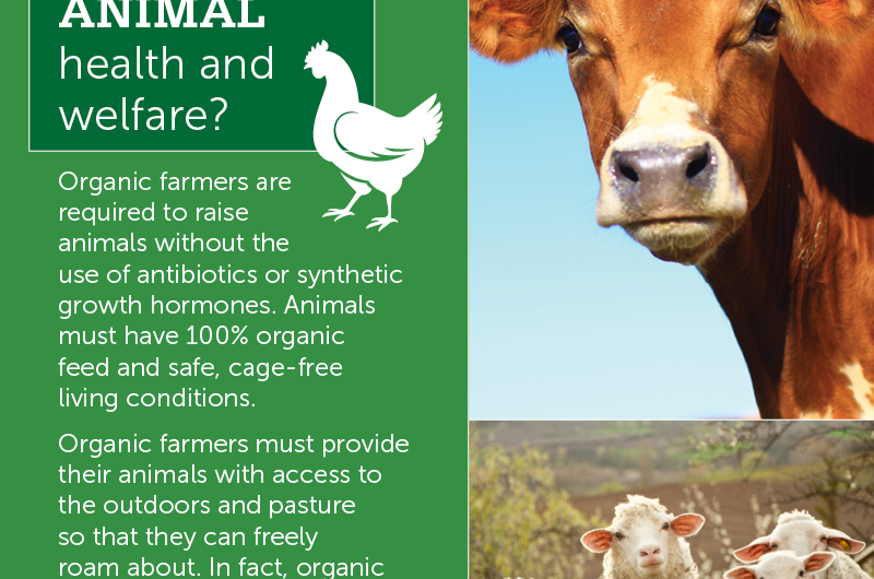 Do Farmers Care About Their Animals? |   Board