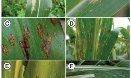 European corn borer: Old pest, new problems