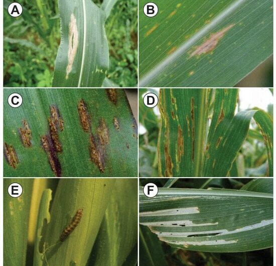 European corn borer: Old pest, new problems