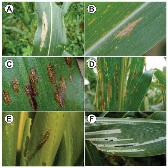 European corn borer: Old pest, new problems