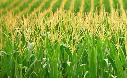 Family Farms in Nebraska | Nebraska Corn Board