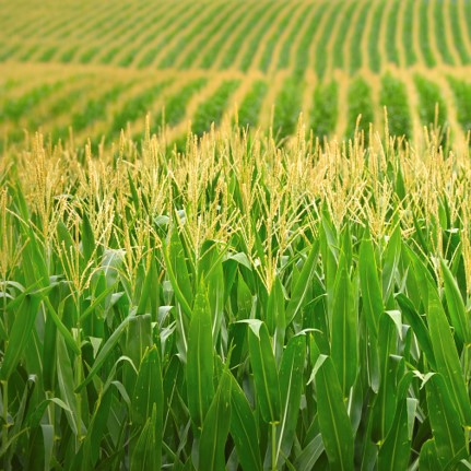 Family Farms in Nebraska | Nebraska Corn Board