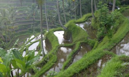 How Does  Farming Work and Is It Bad for the Environment?