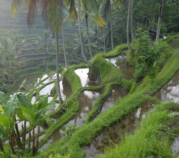 How Does  Farming Work and Is It Bad for the Environment?