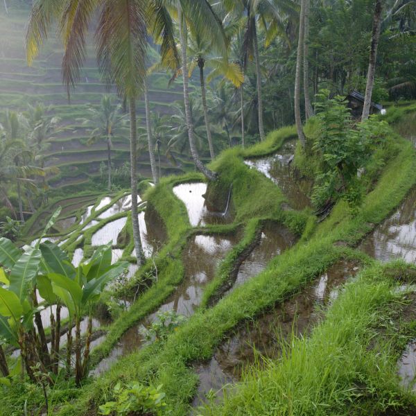 How Does  Farming Work and Is It Bad for the Environment?