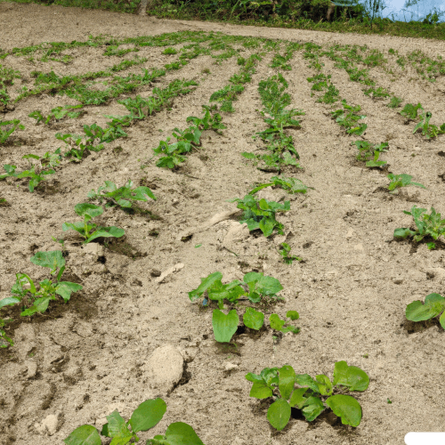 How Farmers Keep Soil Healthy |   Board