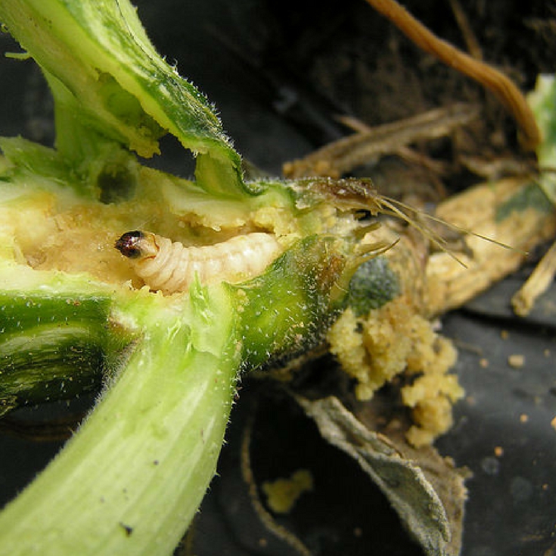 How to Deal with   Borer | Sollio Agriculture