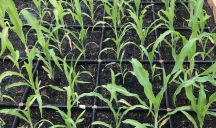 How To Grow Corn: Planting, Growing Conditions, & Harvesting