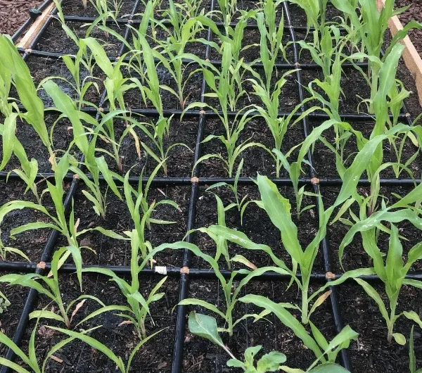 How To Grow Corn: Planting, Growing Conditions, & Harvesting