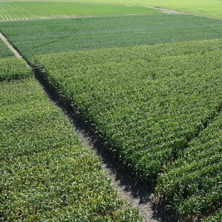 In Fields Sown With Bombs, Ukraine’s Farmers Risk Deadly …