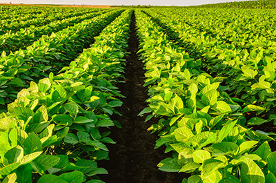 Indiana  and Soy – Serving Indiana Soybean Farmers