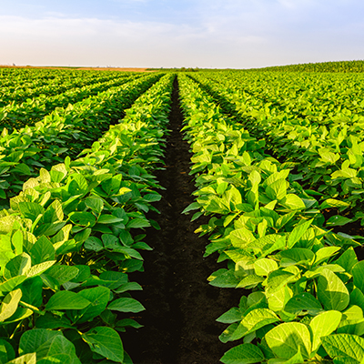 Indiana  and Soy – Serving Indiana Soybean Farmers