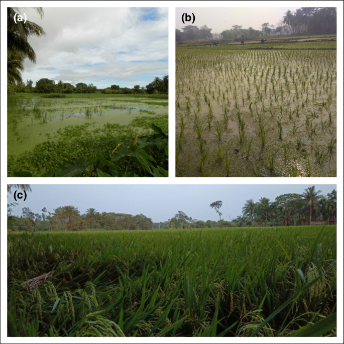 Irrigated and Rainfed  Yield and Acreage Trends