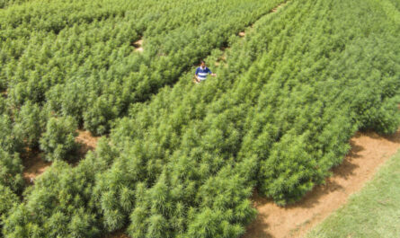 is America’s Largest Crop in 2019 |