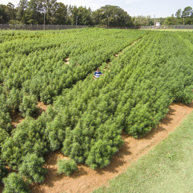 is America’s Largest Crop in 2019 |