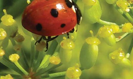 Managing Insect Pests in Organically Certified