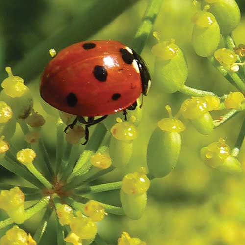 Managing Insect Pests in Organically Certified