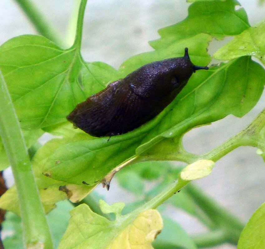 Pepper IPM:   Borer | Integrated Pest Management