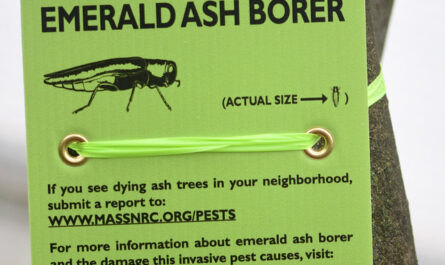 Pest alert:   borer in Michigan hop | .com