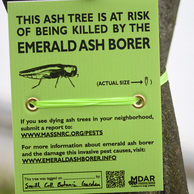 Pest alert:   borer in Michigan hop | .com