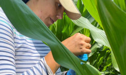 Rootworm Control |   Board