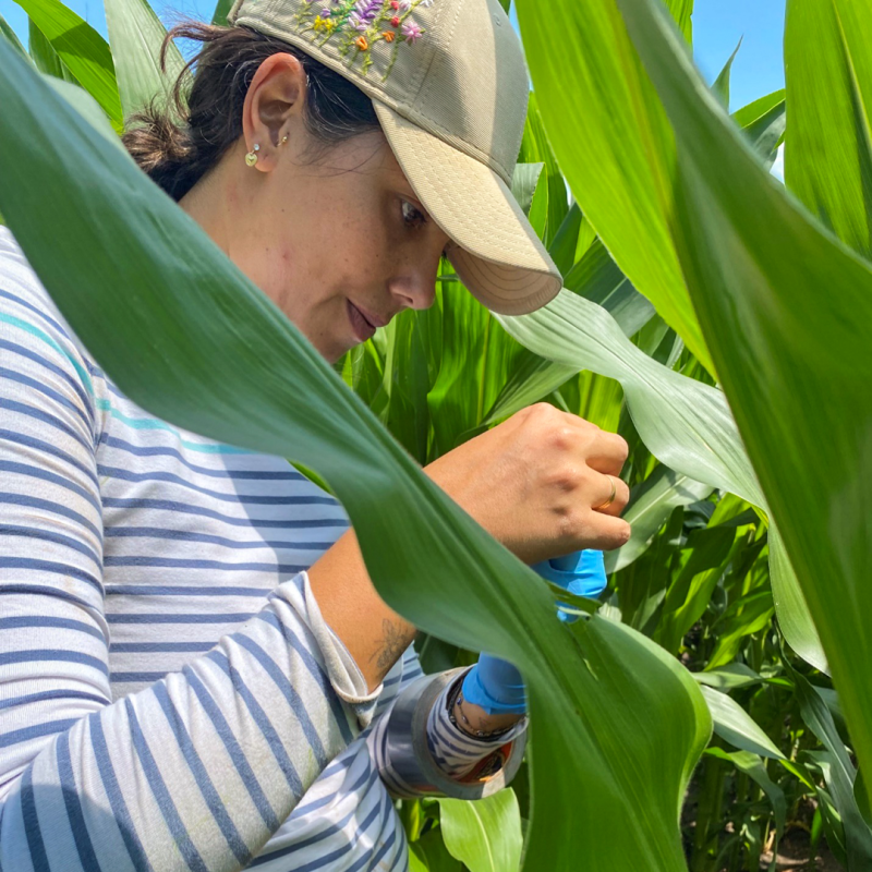 Rootworm Control |   Board