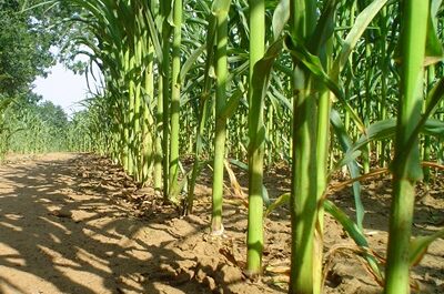 ‘s farmers bring in drought-scarred maize crop |