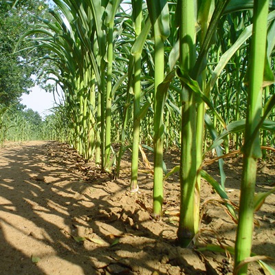 ‘s farmers bring in drought-scarred maize crop |