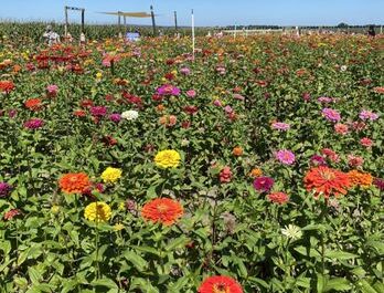 Southern Hill  – Blueberry, Peach, Zinnia, Sunflower U-Pick