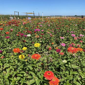 Southern Hill  – Blueberry, Peach, Zinnia, Sunflower U-Pick